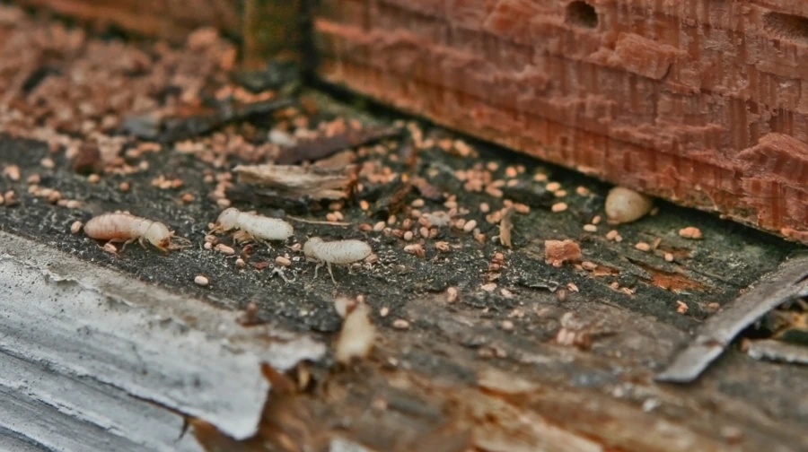 close up shot termites infestation
