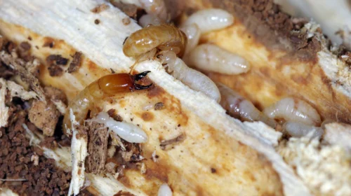 close up termites eating wood