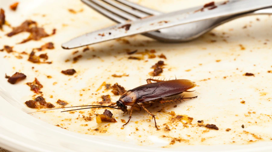 cockroach on used utensils