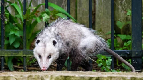 oppossum at the residential property