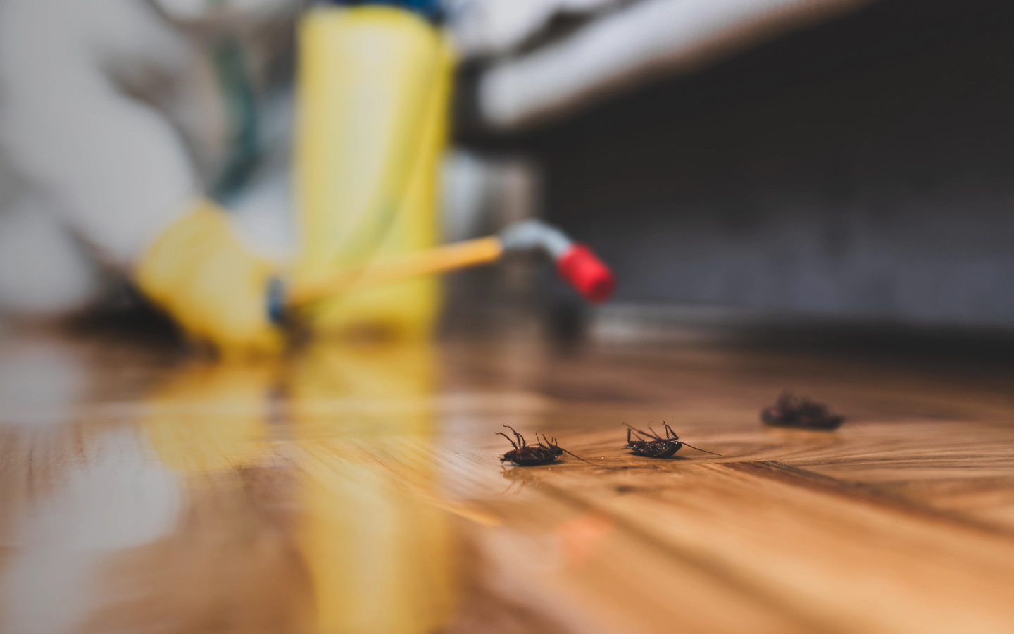 pest control in a residential house